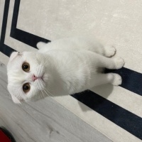 Scottish Fold, Kedi  Mia fotoğrafı