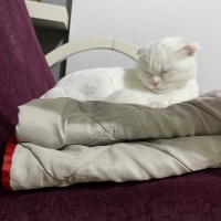 Scottish Fold, Kedi  Mia fotoğrafı