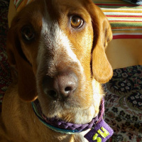 Pointer, Köpek  su fotoğrafı