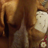 Pointer, Köpek  su fotoğrafı