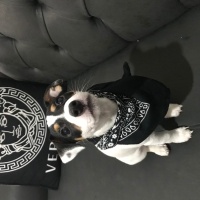 Jack Russell Terrier, Köpek  Dobby fotoğrafı