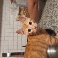 Sarman, Kedi  Boncuk fotoğrafı