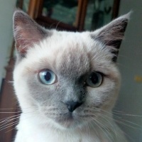 British Shorthair, Kedi  Mia fotoğrafı