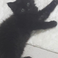 Tekir Kedi, Kedi  Zeytin fotoğrafı