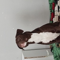 Amerikan Pitbull Terrier, Köpek  Angela fotoğrafı