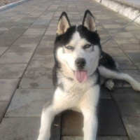 Sibirya Kurdu (Husky), Köpek  Kral fotoğrafı