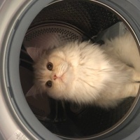 Chinchilla, Kedi  Sherlock fotoğrafı