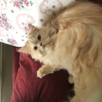 Chinchilla, Kedi  Sherlock fotoğrafı