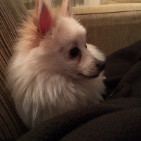 Chihuahua, Köpek  BADİ fotoğrafı
