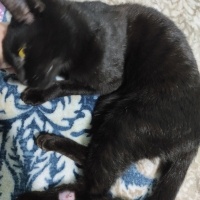 Tekir Kedi, Kedi  Kömür fotoğrafı