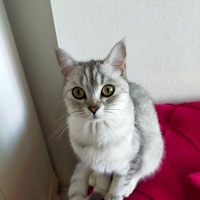 Scottish Fold, Kedi  Prenses fotoğrafı