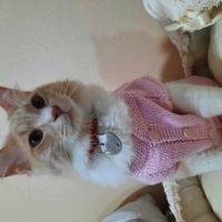 Ankara Kedisi, Kedi  Şeri, sakız, somun, kekik, nane, limon, mavi, mimi fotoğrafı