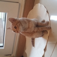 Tekir Kedi, Kedi  MİYA fotoğrafı