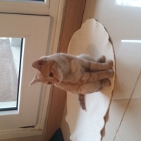 Tekir Kedi, Kedi  MİYA fotoğrafı