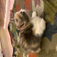 Tekir Kedi, Kedi  Miya fotoğrafı