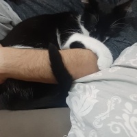 Tuxedo (Smokin) Kedi, Kedi  Luna fotoğrafı