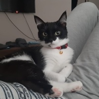 Tuxedo (Smokin) Kedi, Kedi  Luna fotoğrafı