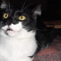 Tuxedo (Smokin) Kedi, Kedi  Luna fotoğrafı