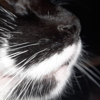 Tuxedo (Smokin) Kedi, Kedi  Luna fotoğrafı