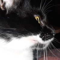 Tuxedo (Smokin) Kedi, Kedi  Luna fotoğrafı