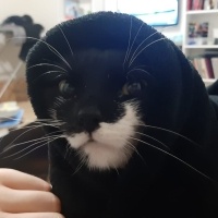 Tuxedo (Smokin) Kedi, Kedi  Luna fotoğrafı