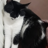 Tuxedo (Smokin) Kedi, Kedi  Luna fotoğrafı