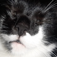 Tuxedo (Smokin) Kedi, Kedi  Luna fotoğrafı