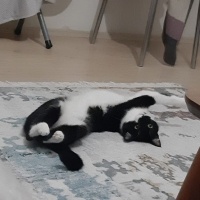 Tuxedo (Smokin) Kedi, Kedi  Luna fotoğrafı