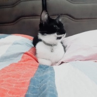Tuxedo (Smokin) Kedi, Kedi  Luna fotoğrafı