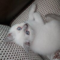 British Shorthair, Kedi  Karlos fotoğrafı