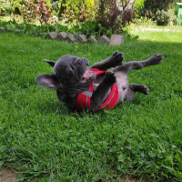 Fransız Bulldog, Köpek  Ares fotoğrafı