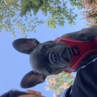 Fransız Bulldog, Köpek  Ares fotoğrafı