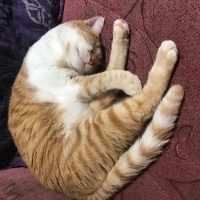 Sarman, Kedi  Karamel fotoğrafı
