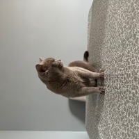 British Shorthair, Kedi  Mia fotoğrafı