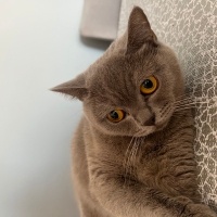 British Shorthair, Kedi  Mia fotoğrafı