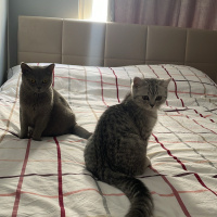 British Shorthair, Kedi  Mia fotoğrafı