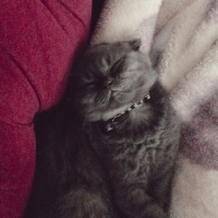 Scottish Fold, Kedi  HERA fotoğrafı