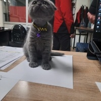 Scottish Fold, Kedi  HERA fotoğrafı