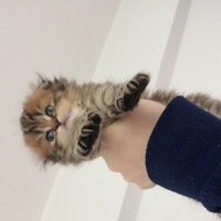 İran Kedisi (Persian), Kedi  Süslü fotoğrafı