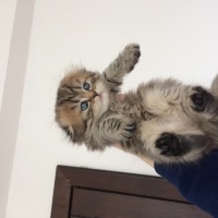 İran Kedisi (Persian), Kedi  Süslü fotoğrafı