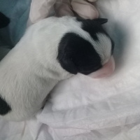 Jack Russell Terrier, Köpek  Mithra, Paşa, Aref, Luna fotoğrafı
