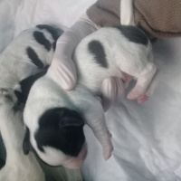Jack Russell Terrier, Köpek  Mithra, Paşa, Aref, Luna fotoğrafı