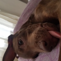 Amerikan Pitbull Terrier, Köpek  Dobby fotoğrafı