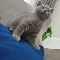 British Shorthair, Kedi  Bulut fotoğrafı
