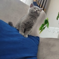 British Shorthair, Kedi  Bulut fotoğrafı