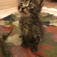 Tekir Kedi, Kedi  Minik fotoğrafı