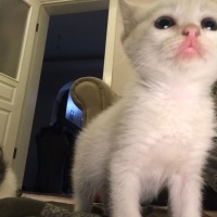 Tekir Kedi, Kedi  Pamuk fotoğrafı