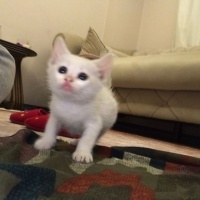 Tekir Kedi, Kedi  Pamuk fotoğrafı