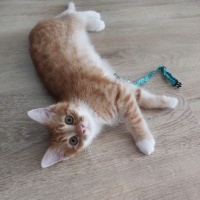 Sarman, Kedi  Patates fotoğrafı