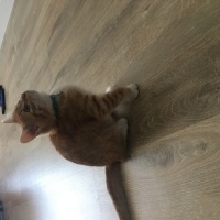 Sarman, Kedi  Patates fotoğrafı